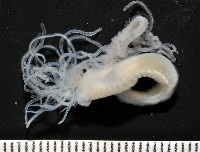 藏品(未知種蟄龍介蟲)的圖片