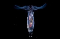 藏品(筒蝶螺)的圖片