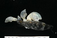 藏品(日本異茗荷)的圖片