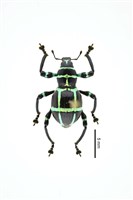 藏品(綠島條紋球背象鼻蟲)的圖片