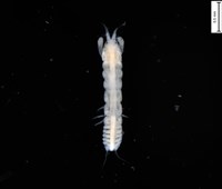 藏品(鐮形異細螯蟲)的圖片