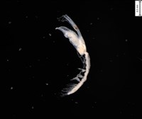 藏品(刻印擬島原足蟲)的圖片