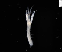 藏品(刻印擬島原足蟲)的圖片