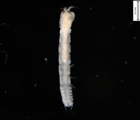 藏品(刻印擬島原足蟲)的圖片