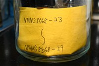 藏品(石梯坪聯蟲)的圖片