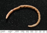 藏品(墾丁遠環蚓)的圖片