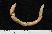 藏品(力里遠環蚓)的圖片