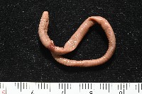 藏品(重期遠環蚓)的圖片