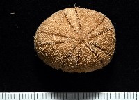 藏品(卵圓斜海膽)的圖片