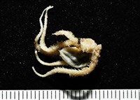 藏品(顯著菌蛇尾)的圖片