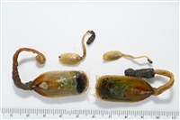 藏品(亞氏海豆芽)的圖片