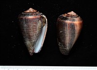 藏品(黑線芋螺)的圖片