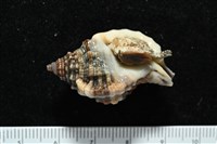 藏品(紅口法螺)的圖片