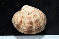 藏品(千妮簾蛤)的圖片