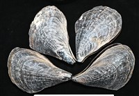 藏品(黑旗江珧蛤)的圖片