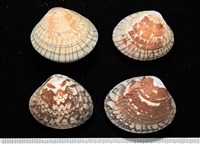 藏品(歧紋簾蛤)的圖片