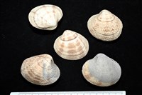 藏品(千妮簾蛤)的圖片