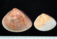 藏品(韓國文蛤)的圖片