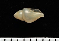 藏品(觀音渦筆螺)的圖片