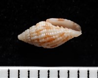 藏品(繽紛渦筆螺)的圖片