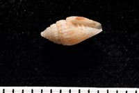 藏品(花漾渦筆螺)的圖片