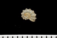 藏品(菲律賓花冠螺)的圖片