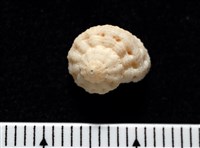 藏品(環上花冠螺)的圖片