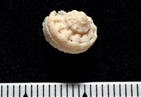 藏品(換日線花冠螺)的圖片