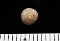 藏品(千島國鐘螺)的圖片