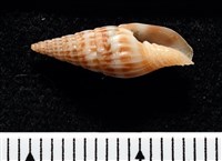 藏品(東風蛹筆螺)的圖片