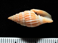 藏品(展翼蛹筆螺)的圖片