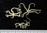 藏品(沙氏輻蛇尾)的圖片