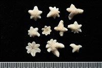 藏品(伯頓海燕)的圖片