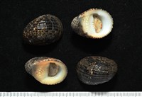 藏品(漁舟蜑螺)的圖片