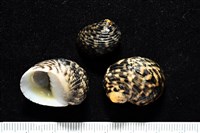 藏品(粗紋蜑螺)的圖片