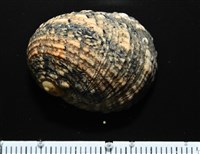 藏品(花圓蜑螺)的圖片