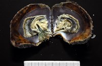 藏品(馬鞍(扁平)障泥蛤)的圖片