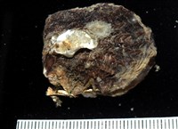 藏品(黑蝶珍珠蛤)的圖片