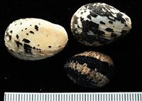 藏品(漁舟蜑螺)的圖片