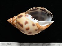 藏品(象牙鳳螺)的圖片