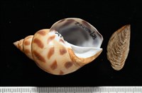 藏品(象牙鳳螺)的圖片