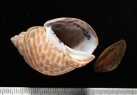藏品(窄縫鳳螺)的圖片