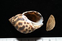 藏品(婆羅洲鳳螺)的圖片