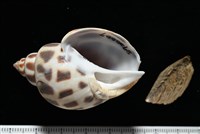 藏品(開氏鳳螺)的圖片