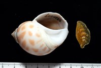 藏品(妃珍鳳螺)的圖片