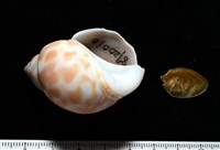 藏品(妃珍鳳螺)的圖片