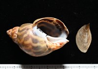 藏品(臺灣鳳螺)的圖片