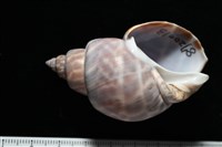 藏品(波部鳳螺)的圖片