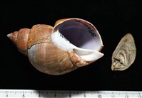 藏品(波部鳳螺)的圖片