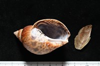 藏品(日本鳳螺)的圖片